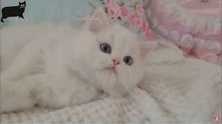 Persian cat care and features