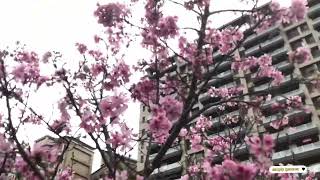 CHERRY BLOSSOM IN TAIWAN TAOYUAN  2023 |SIMPLY GEMMA