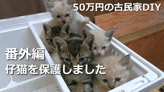 番外編　仔猫を保護しました／50万円の古民家 DIY