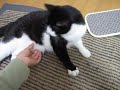 たぷたぷの猫