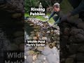 wildlife pond rinsing pebbles