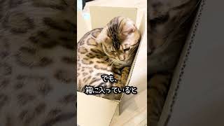 抱っこ嫌いの猫と抱っこ気分を味わう方法 #shorts #ベンガル #猫