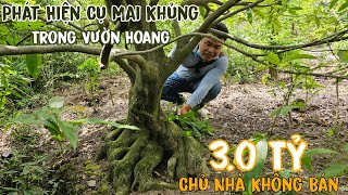 Gốc mai 3.0 tỷ bất ngờ xuất hiện tại khu vườn bỏ hoang suốt 35 năm không ai biết