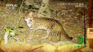 《秘境之眼》 豹猫 20230905| CCTV