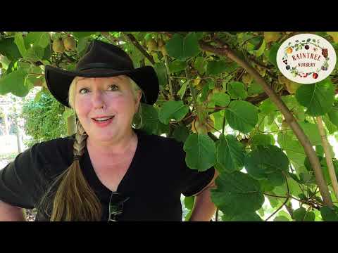 Where are kiwis grown?