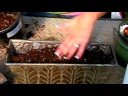 planting u0026 growing flower bulbs how to force paper white narcissus in pots