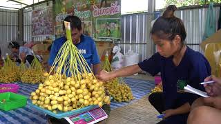 ปลูกอินทผลัม ตอนที่ 6 : ถึงเวลาเก็บเกี่ยว ทำ...ท่องเที่ยวเพิ่มรายได้