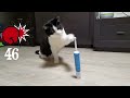 cat vs electric toothbrush