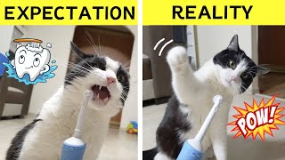 Cat vs Electric Toothbrush