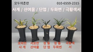 12.21 호피반 사계, 서호반 산여울, 정통 단엽, 정통 두화변, 극황색 서