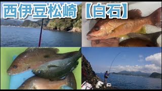 NO.74 西伊豆【白石】珍しい魚が釣れました！ 2023年6月中旬