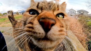 公園の歩道脇にいた猫を撫でると懐いてきてカワイイ