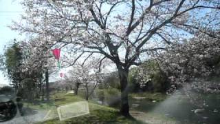 広島県三次市三和町敷名の桜並木