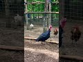 size comparison of turkey and ordinary chicken火鸡与普通鸡体型对比 animalbehavior chicken