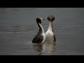 5minuten natur haubentaucher balz am zachariassee