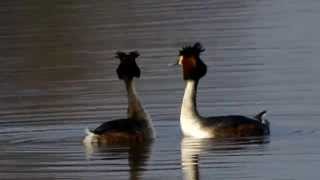 5Minuten Natur: Haubentaucher Balz am Zachariassee