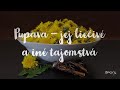 púpava – jej liečivé a iné tajomstvá