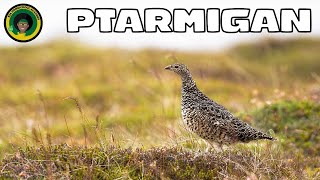 Peaceful Ptarmigan || Facts about Ptarmigan