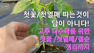 고추꽃/첫고추따야할때따면안될때 고추곁순따야할때따면안될때 고수잘키우기 농사유튜브 농사정보통