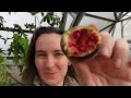 growing figs in a greenhouse in the ground