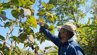 harvesting tree tomato 🍅/ rukh tamatar