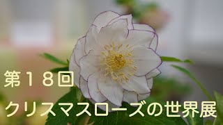 【花】クリスマスローズの世界展に行ってきました/The World of Christmas Roses