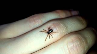 Handling my False Widow (Steatoda nobilis)