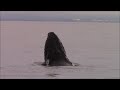 8.1.21 Humpback Whales & Dall's Porpoise