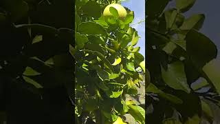 MOST SATISFYING POMELO FRUIT FROM BACKYARD #shirtvideos #pomelo