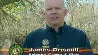 Bald Eagle Preservation
