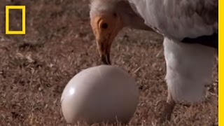 Jackal vs. Ostrich Eggs vs. Vulture | National Geographic