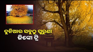 ବିଶ୍ୱର ସର୍ବ ପୂରାତନ ଗଛ ଜିଙ୍କୋ ଟ୍ରି,  ୩୦୦୦ ବର୍ଷ ପୁରୁଣା ଏହି ଗଛ ସହ ଅଛି ଡାଇନୋସରଙ୍କ ସମ୍ପର୍କ