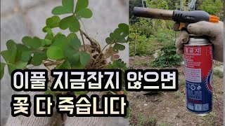 정원의 꽃을 죽이는 괭이밥 풀 한방에 제거하기 #괭이밥풀제거# 풀제거#잡초제거