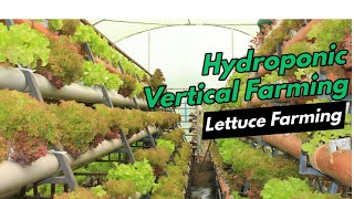 Urban Farming Innovations:Hydroponics and Vertical Farming With Mkulima Young Farmer- Episode 1