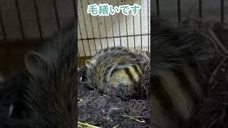 しまりす「ポン吉」毛繕いです。【ペット】【シマリス】【Chipmunk】【Squirrel】【Kawaii】【Cute】