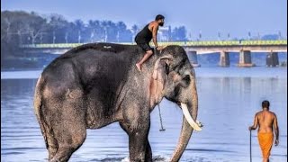 കുട്ടിയാന കടലിൽ കുളിക്കുന്നു