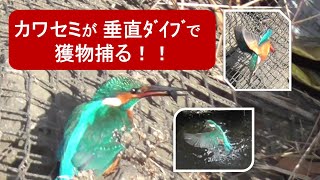 カワセミが垂直ダイブで獲物捕る！