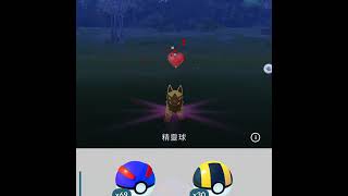 Pokemon go 寶可夢~ 捕獲 色違 黄金 土狼犬 20180411