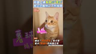 喵皇上桌幫關公「理毛」 飼主狂喊制止下秒被瞪｜TVBS新聞｜擠看看 #shorts @TVBSNEWS01