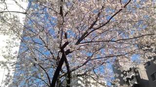 東京の桜 (cherry blossoms) in Tokyo - April 6 ,2011