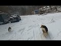 🐈고요한 겨울 비수구미의 따뜻한 동행 오지 중의 오지 청정지역~나그네를 보호하고 안내하는 호랭이 진돗개가 있다