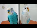 5 ways budgies love each other