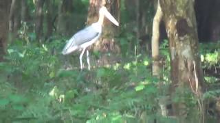 Bird of Laokhowa Wildlife Sanctuary bird,part 4 ||| by TECHNO IN