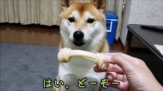 おやつタイム。段々テンション下がる(？)柴犬でんちゃん