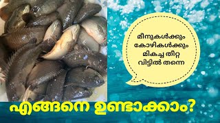 Home made fish food at home.മീനുകൾകും  കോഴികൾകും മികച്ച തീറ്റ ഇനീം വീട്ടിൽ തന്നെ ഉണ്ടാകാം.