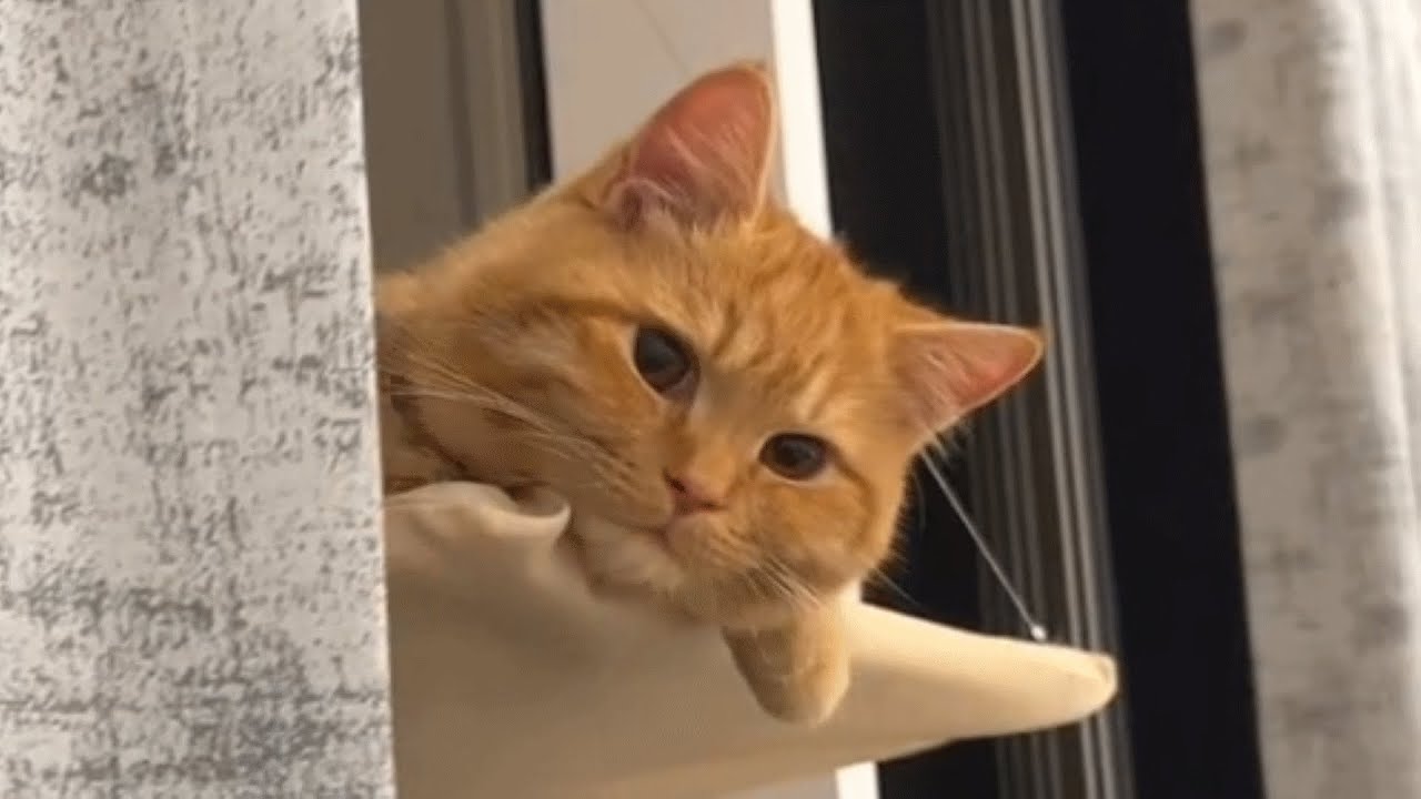 First Time Cat Dad Confused By Affectionate Kitten Cat Empire