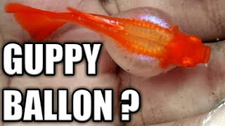 Albino Koi Ballon Guppy ?