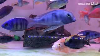 魚室巡禮 中美洲慈鯛 Fish Room Tour Central American Cichlids 魚室巡禮 中美洲慈鯛 Fish Room Tour Central American Cichlids
