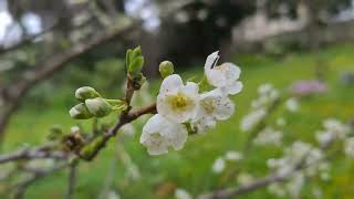 עץ דובדבן חמוץ פורח كرز حامض A Prunus cerasus tree blooming