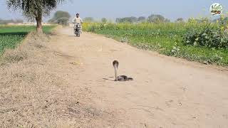 new video 2023 |Mansoor jogi caught the a big black cobra snake at village